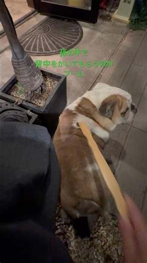 [#shorts mascot dog edition] Torai-kun loves grandchildren's paws [#bulldog]