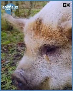 11K views · 114 reactions | Découvrez nos régions aux cotés des animaux. Du canyoning avec un chien en Corse du Sud, la reproduction des cigognes en Alsace, une visite guidée des marais salants sur l'Ile de Ré. Les Animaux de l'Été, dimanche 8 août à partir de 10h45 sur C8. | Les animaux de la 8 | Facebook
