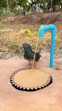 How To Make DIY Pigeon Bird Trap Using PVC Pipe & Paper #camping #outdoors #bushcraft