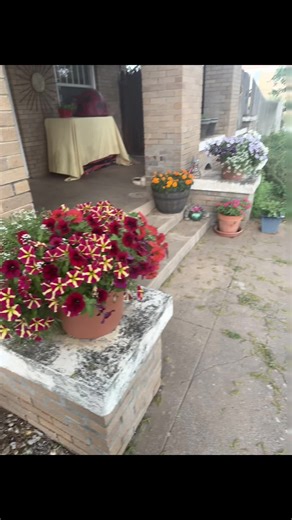 Our big spring order is in! Let’s just take a quick look at what things we’re looking like last spring…..🌼🪻🌸🌻#freshflowers #gardener #landscaper #happymaker #springflowers @GreenmanNursery @Bloom Theory by Julie