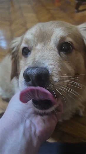 ŠVRĆA NEVIDJENA MAZA #pas #pets #kućniljubimci