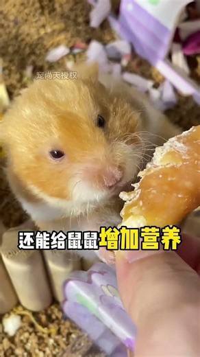 stop hamsters from chewing their cages!D2#hamster# # warehouseHamster treats #baby hamsters #petfai