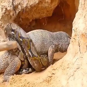 Lions vs Big Python Snake Real Fight ❌🐍🐍 #LionsVsPython #WildlifeFight #AnimalBattle #NatureShowdown #EpicAnimalFight #TrendingNow #ViralVideo #AmazingVideos #USA #UnitedStates #India | Inspiring Life Moments