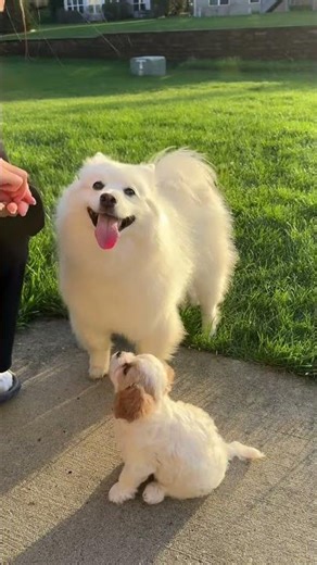 狗狗训练营#查理王小猎犬 #美国爱斯基摩犬#boot camp for puppies #Cavapoo#American Eskimo dog