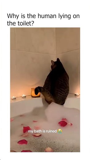 funny cats pooping #frlegends