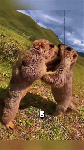 🐿️ ¡El Secreto de la Marmota! 😲