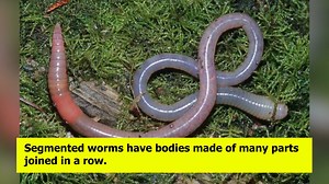 WATCH | Grade 6 Science - Worms with Martina Semple | Guyana Learning Channel | Facebook