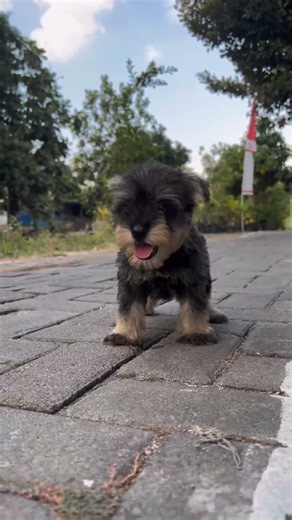 Tiny paws, big hearts! Miniature Schnauzer puppies