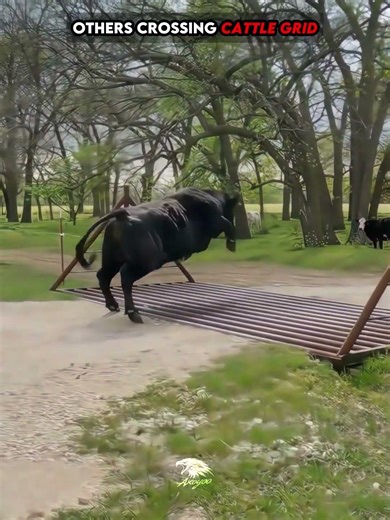 Basic animal crossing cattle grid vs. The CHAMPION of cattle grid crossing...!