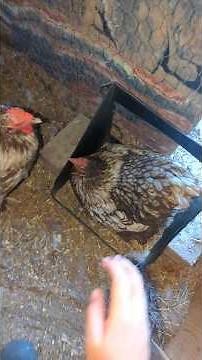Why Are My Chickens Stressed? You Won't Believe It