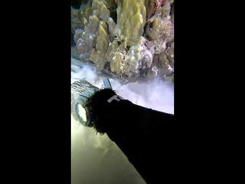 underwater live