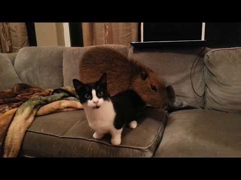 Cat and Capybara