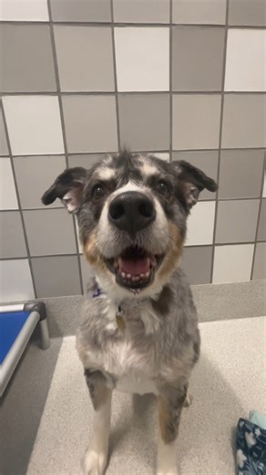 Perceus may look like a perma puppy - but this handsome boy is a 8 year old dream of a dog! Perceus was surrendered to us due to housing restrictions but was very loved in his previous home. He likes to chat (which you can hear in this video 😂), is an absolute gentleman on and off leash, and can be a little shy at first but warms up very quickly. He knows basic commands and does have some herding breed tendencies, so we are recommending a home with children 10 as well as a dog visit with any re