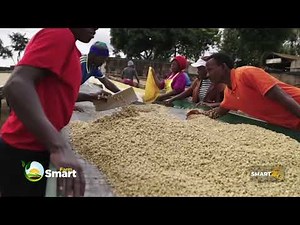 Dry & Wet Primary & Secondary Coffee Processing Methods.