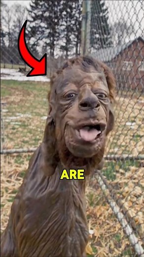 Top 5 Creepiest Animals That Will Give You Nightmares 😱🕷️