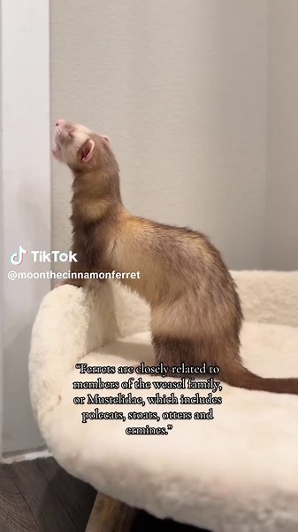 Discovering Ferrets: Not Just Cute Pets