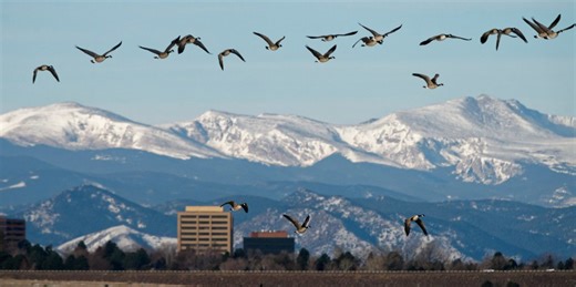 Avian influenza on the rise in 2026 even before case at 1.3-million-chicken facility