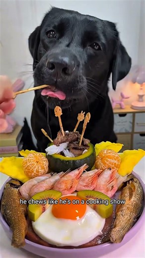 MasterChef Dog Is Back 😂🐶