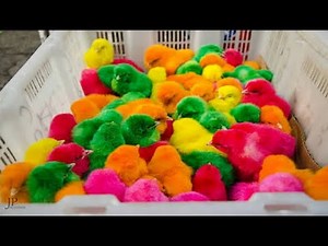 ,dyed chicks grow up,i got baby chicks,chicken baby chicken baby,,baby chicks colors