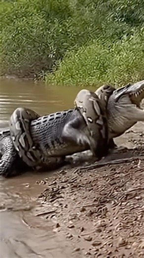 Python vs. Crocodile: Who Is The Real King of the River? #trending #foryou #wildlife #animals