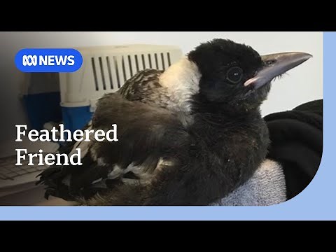 'Jellybean' the magpie saves wildlife carer after freak accident | ABC NEWS