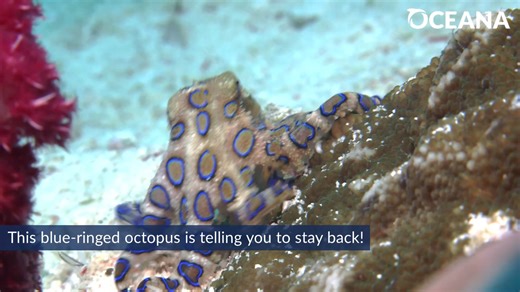 4.7K views · 112 reactions | WATCH: Blue-ringed octopuses may be small, but you don't want to mess with one!  | Oceana | Facebook