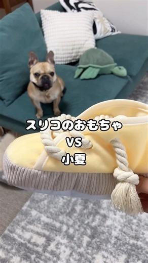 【白熱🔥】小夏、スリコのおもちゃに挑む💥🥊(※ちなみに800円のお品です🙏)#フレンチブルドッグ #フレブル #shorts #frenchbulldog #スリーコインズ