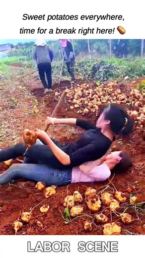They turned the whole potato field into a luxury outdoor bed 🥔😂