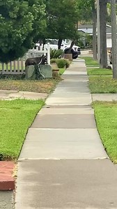 Nothing scares the knees more than a 135lb Cane Corso running full speed at you #canecorso #woofwoof #fyp #canecorsopuppy #lovedogs | Big Boy Corso.