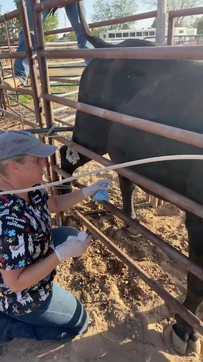 A day in the life of a vet. Trich Testing is one of the many tests that adult bulls need to be able to export to Mexico. This test for one of the several STDs that can pass in cattle. #adayinthelifeofavet #helpingelpasohelptheirpets | Paws N' Hooves Veterinary Services