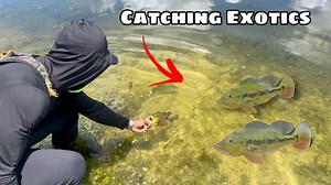 Fishing Clear Water for Stunning Exotics