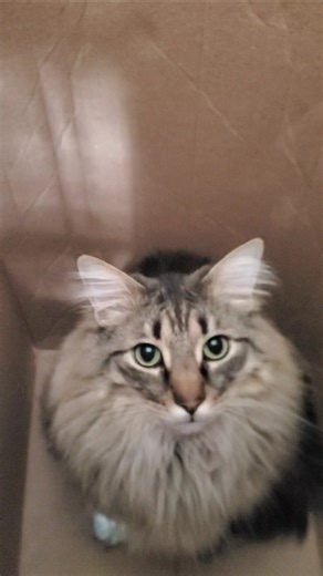 Tiger in the cardboard box