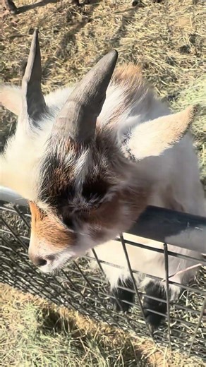 Jerry the goat pulled off a full escape mission today! #FunnyAnimals #EscapeArtist #goatproblems