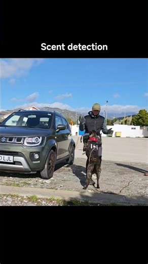 Proof Dogs Have Superpowers #dogtraining #dutchshepherd #scentdetection #workingdog #k9