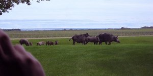 Canada's wild pig problem could become a U.S. problem, too