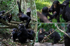 Chimpanzees communicate with human-like gestures in regional dialects: study