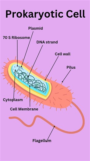 Prokaryote cell: Diagram