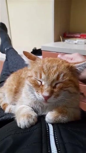 Why Ginger Cats Are the Most Affectionate | The Loving Bond They Share With Their Owners