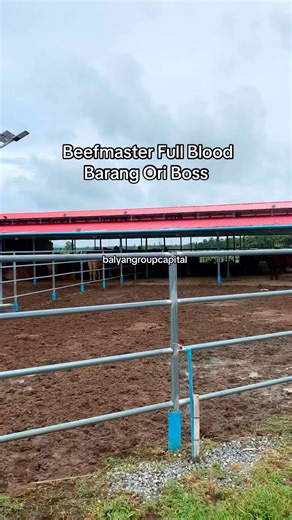 ASAL USUL LEMBU BEAST – BEEFMASTER! Tahun 1930-an, Texas, USA.Seorang penternak hebat bernama Tom Lasater ada satu misi:“Aku nak hasilkan lembu paling tahan lasak, cepat besar, senang jaga, dan daging padu.”Jadi, dia gabungkan 3 baka power dunia:✅ Brahman – tahan panas & penyakit✅ Hereford – tumbesaran cepat, daging cantik✅ Shorthorn – subur, tenang, susu banyakGabung… uji… pilih baka terbaik…Lahir lah BEEFMASTER – lembu hibrid pertama dari Amerika! 🇺🇸Kenapa nama dia “Beefmaster”?Sebab memang 