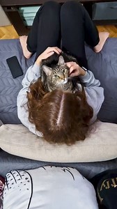 There is literally nothing better I can imagine to do in my free time than cuddling with your kitty! 😸❤️🐾 Do you agree, furriends? 😻🔝 #liamtheeverydaycat #catlove #catcuddles #relatable #kitties #welovecats #katzenaufinstagram #gatosdelmundo #catlife #catparent #catmom #catlady #cuddlycat | Liam The Everyday Cat