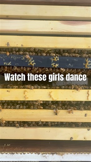 Did you know bees have their own secret language?