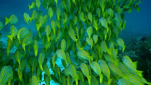 There’s something so calming about a school of fish moving as one — each tiny swimmer playing their part in the bigger picture. 🐠💙 It’s a lovely reminder that life flows more beautifully when we move together, not against each other. 🌊✨ | Shadow's Pet Palace