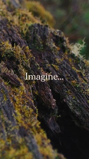 Imagine Becoming a Tree in a Forest | Human Composting | Earth Funeral