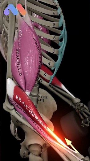 💪 Hammer Curls: See Your Muscles in Action! 💪