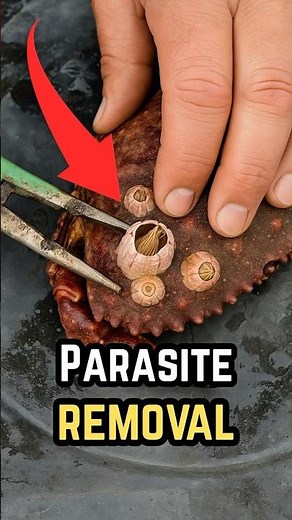 Why Barnacles Stick to Everything: Nature’s Ultimate Hitchhikers