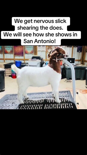 Nervous Shearing of Show Goats Before Competition
