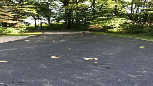 Watch This Pup Dash By Carrying a Stick Too Big to Handle