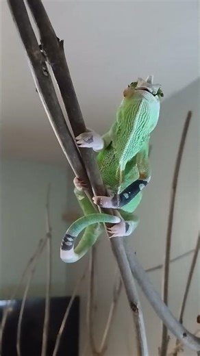 chameleon eating cricket close up