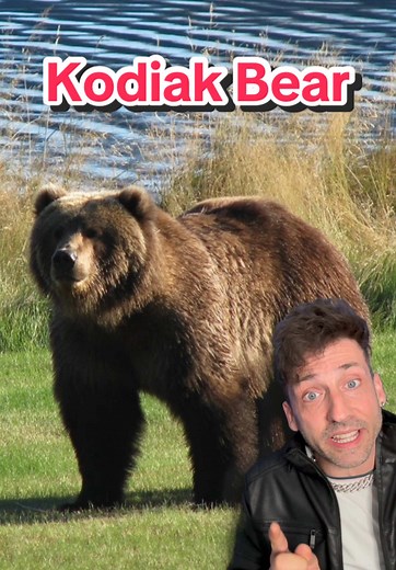 Todo sobre el Kodiak Bear: el gigante de Alaska