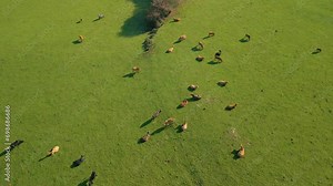 Animal Farming With Cows Grazing On Verdant Grassland Near Zas, A Coruna, Spain. Aerial Drone Shot
